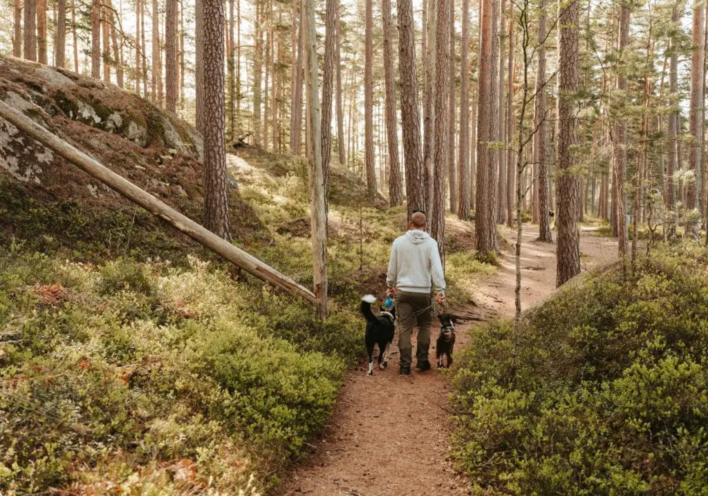 Wandelen met hond in gemeente Bergen - Maasduinen