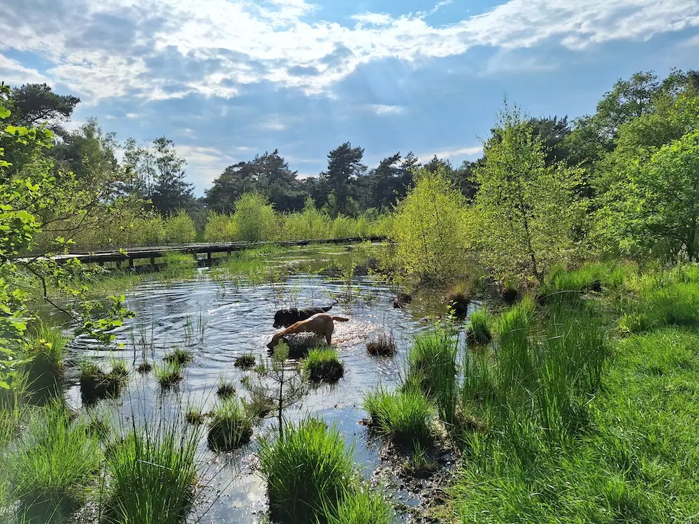 BenB Birdsof Prey-Bed en Breakfast-Bergen
